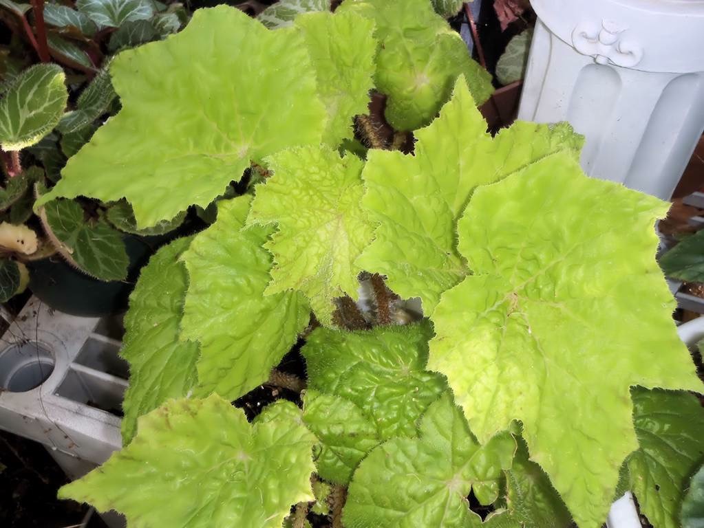 B. ‘Lime Marmalade’